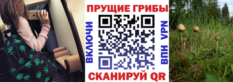 Галлюциногенные грибы Psilocybine cubensis Лесной